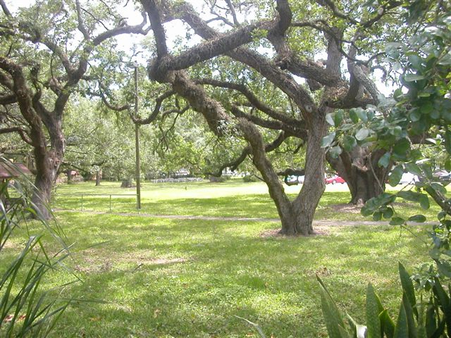 oak trees